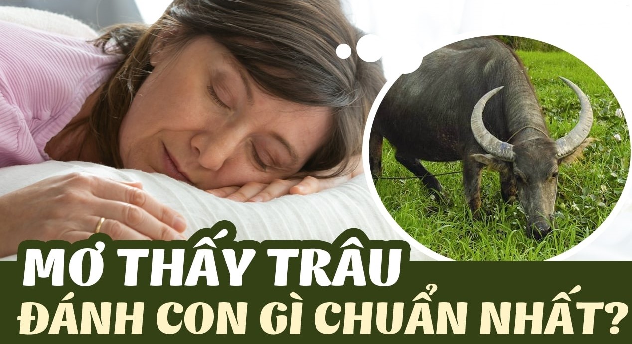 Nằm mơ thấy trâu đánh con gì? Giải mã giấc mơ thấy trâu từ A đến Z cùng Go88