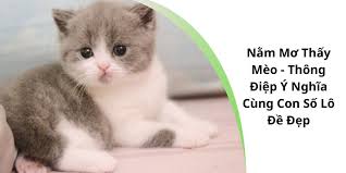 Giải mã giấc mơ thấy mèo và những con số may mắn tương ứng