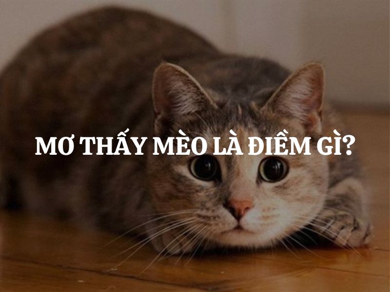 Giải mã giấc mơ thấy mèo và những con số may mắn tương ứng