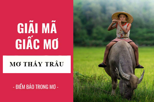 Nằm mơ thấy trâu đánh con gì? Giải mã giấc mơ thấy trâu từ A đến Z cùng Go88