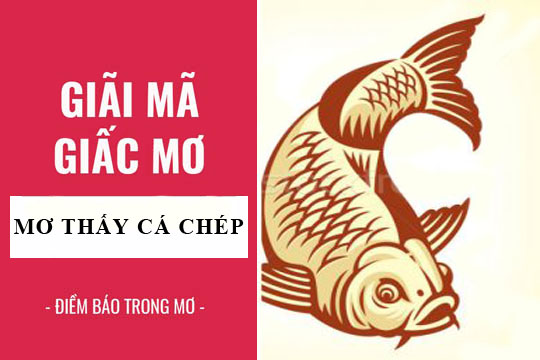 Giải mã giấc mơ thấy cá chép – Cùng Go88 khám phá ý nghĩa sâu sắc