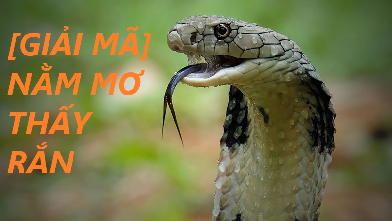 Giải mã giấc mơ thấy rắn: Thông điệp ẩn giấu và con số may mắn tại Go88