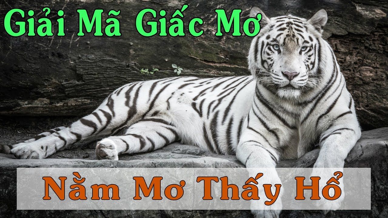 Giải Mã Giấc Mơ Thấy Hổ: Ý Nghĩa Tâm Linh Và Con Số May Mắn Tại Go88